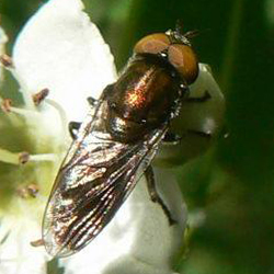 Riponnensia splendens